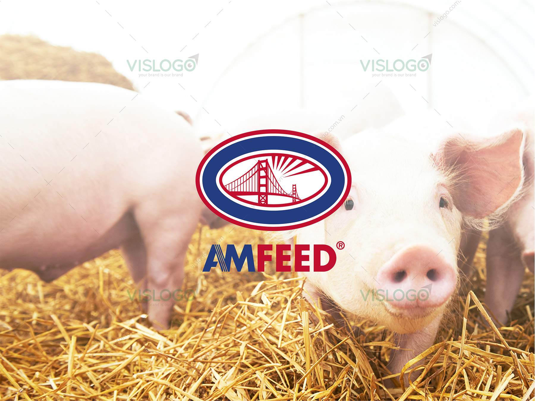 Thiết kế logo, nhận diện thương hiệu, profile, bao bì Thức ăn chăn nuôi AMFEED